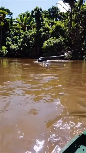 The World’s Biggest Anaconda Caught on Camera – You Won’t Believe This Footage! 📍Location: Amazon River Basin 🎥 Footage: Alleged Military Helicopter Recording ⚠️ Viewer discretion advised – this creature is huge! ⸻ #️⃣ Hashtags: #GiantAnaconda #AmazonMystery #WorldsBiggestSnake #AnacondaFootage #RealOrFake #ViralWildlife #AmazonRiver #CreatureCaughtOnCamera #ScaryFootage #MonsterDiscovery | Nature.love