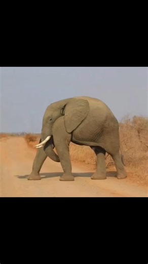 What Animals Would Look Like Without Necks 😨🐾