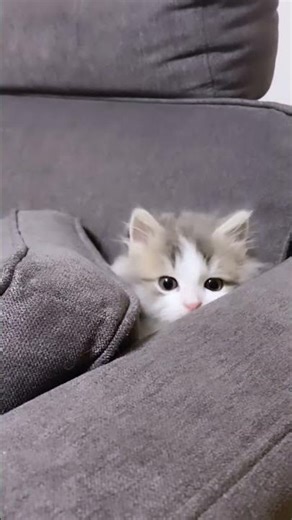 Just Cat Things 🐱Fluffy Trouble Maker 😹