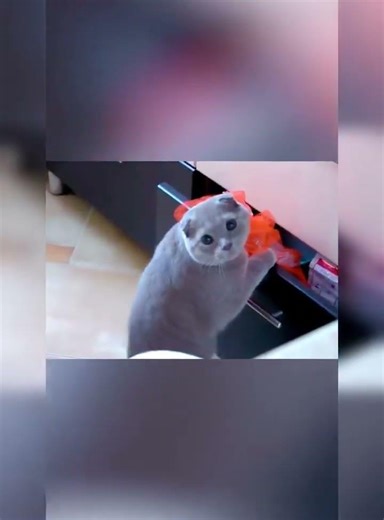 Please help the cat to call 911#cat #cats #fyp #Funnycat #funnyvideo