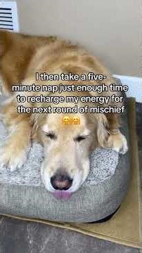 A day in the LIFE of KING BUDDY 😊 #storytime #dogvideos #funnydogvideos #doghumor #funnydog #funny