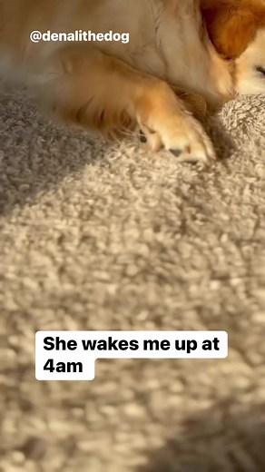 68K views · 1.4K reactions | My dog wakes me up. #goldenretriever #dogsofinstaworld #petsofinstagram #dogsterdogs #welovedogs #retriever #instagolden #dogslife #dogs #dog @dogs | Denali The Dog | Facebook