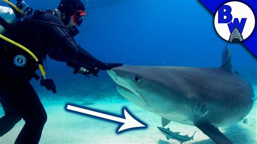 Shark encounter: A thrilling ride