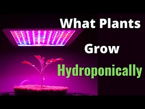 What Plants Can You Grow Hydroponically