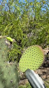 Poca gente sabe que este es el alimento del futuro 😳 el captus comestible. Aquí te explico porque. #captus | Los Viajes de Willy