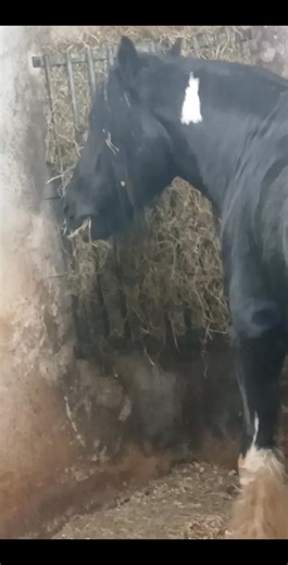 #irishcobsofinstagram #traditionalirishcob #gypsyvanner #ireland #gypsystallion #killarney #irishhorses #gypsycob #highlightseveryonefollowers2025 | Jay Mccarthy