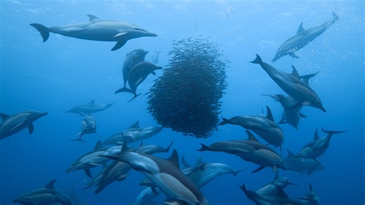 A feast for the eyes—and for dolphins. Here’s the wondrous way bait balls form.