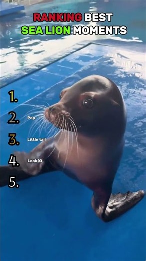 RANKING BEST SEA LION MOMENTS😤 #sealions #shorts #ranking