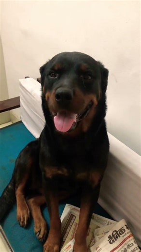 ❤️🥰🥰🥰🥰🥰🥰 #rottweiler #tutorial #india #lifesgood #lifeisbutadream #pets #lifeisbutadream