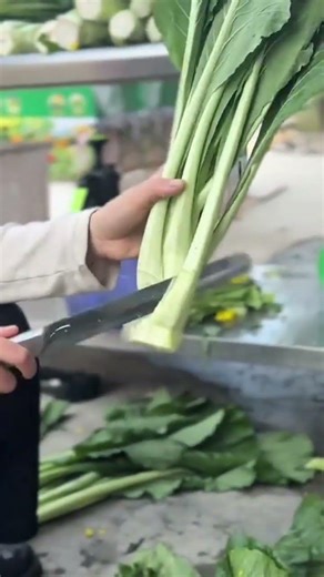cutting the bottom part of a long green vegetable bundle using a sharp metal knife in the garden
