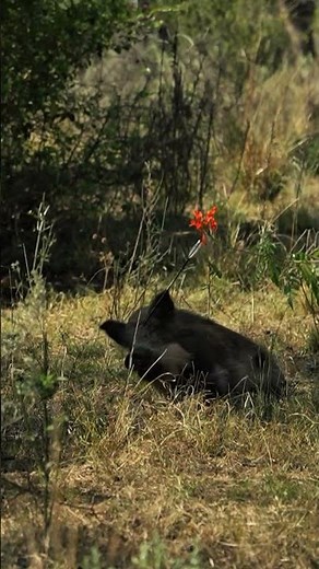 Ultimate Bow Hog Hunt | Epic Wild Boar Archery Hunt! 🐗🔥