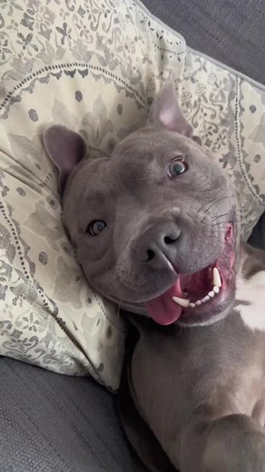crazy myla compilation🤣🤍 #staffy #mylathebluestaffy #doglovers #crazydog #doglife
