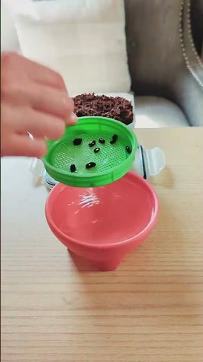 Growing Pygmy Date Palms from Seed 💚