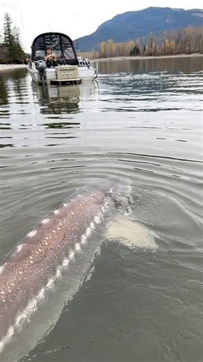 10K views · 283 reactions | Any guess how big this Fraser River monster is?  . . . . #fraserriver #fishing #november #fall #giant #fish #sturgeon #thanksgiving #blessing #personalbest #pb #river #monster #bucketlist #fishingtrip #insta #reels #instagood #reelsinstagram #gofish #explore #travel #outdoors | Yves Bisson Sturgeon Co. | Facebook
