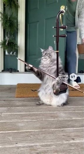 Cat Playing Erhu at 6AM?! Owner Has to Stop the Concert 😂🎻🐱 #cat #catandmousegame #funny