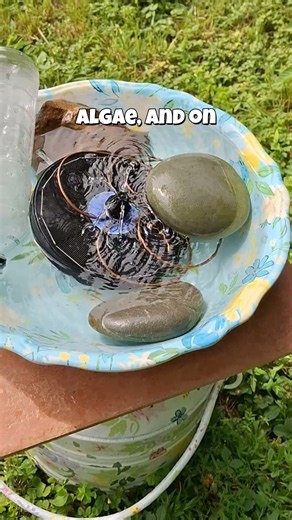 2 Simple Bird Bath Tips for Hot Summer Days 🐦