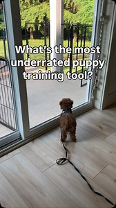 For this cavapoo puppy, tether training is more than a training tool – it’s a way to stay safely by his mom’s side while he learns recall and polite behavior. With his mom using a wheelchair, it’s a simple setup that is essential! But here’s the secret: tether training is a fantastic tool for any puppy, in any family. We start the training. You continue to build upon our foundations training curriculum! Comment the word TETHER and I’ll send you some tips and tricks. Follow to see the Choice Paws