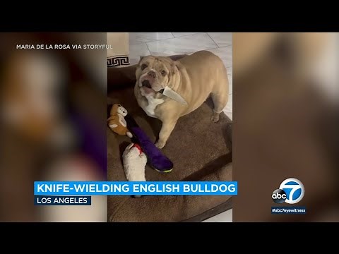 Owner desperately tries to get her dog to drop knife in its mouth