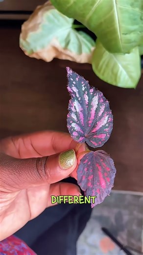 Begonia variegation #plants #plantas #garden #fyp #houseplants #indoorplants #propagation #shorts