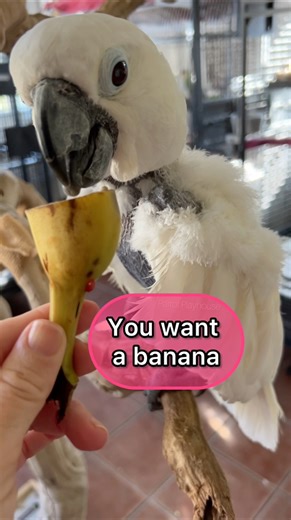 Victoria Cockatoo enjoys eating a tiny banana.🥹 #VCStrong #adoptdontshop #parrots | Parrot Playhouse