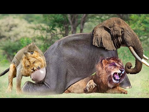 Lion vs Elephant: Epic Battle of Strength and Survival