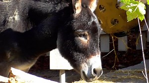 Donkey, Head, Mammal. Free Stock Video