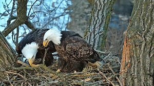 821K views · 92K reactions | Nestorations and bonding activities are...