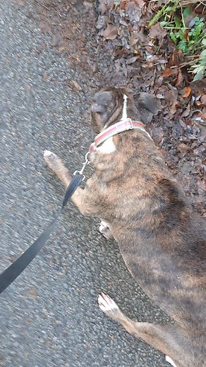 George | Devon Dog Behaviour Rehab & Rehome CIC