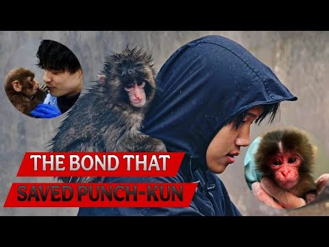 Punch Kun & His Papa— The Bond That Gave Him A Second Life 🐒❤️