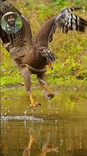 Caught on camera: Eagle nest behavior #eagles #nature