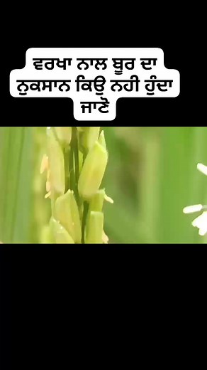 514K views · 9.8K reactions | Effect of rain on Paddy pollination ਬੂਰ ਤੇ ਮੀਂਹ ਝੱਖੜ ਦਾ ਨੁਕਸਾਨ | Mera Punjab Mera Kisan | Facebook