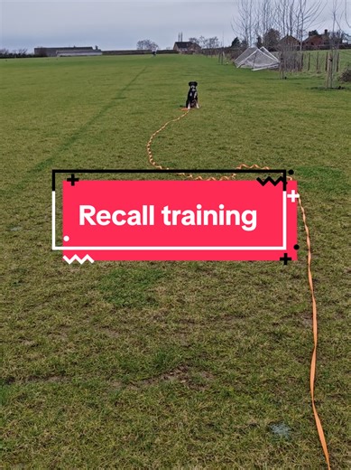 Stress-Free Dog Training Tips