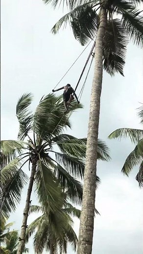 Traditional Toddy Tapping in Sri Lanka. Best Things to experience in sri lanka tour #travel #trip
