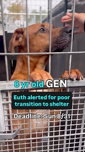 ADOPTED!!!! 🆘GEN the senior Rhodesian Ridgeback is URGENT - must be adopted/rescued by SUN 8/31 EOD❣️ 8 year old Gen needs a HERO to get him out of the shelter! Gen arrived at North Central Animal Shelter on July 7th after being found roaming off of Huntington Dr. The staff that picked him up said he “did well on loading and unloading” 🩷 When he arrived he looked to be limping / ataxic gait and seemingly old abrasions. Radiographs showed no musculoskeletal conditions. He has only been friendly