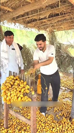 How Dates Turn Into Dry Dates 😱 | Amazing Dry Date Making Process