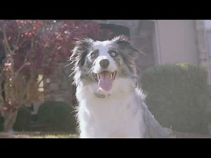 How to Install the Classic In-Ground Fence™