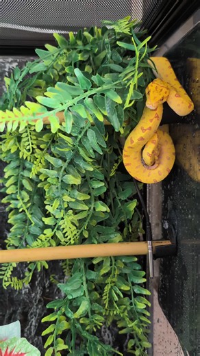 Green Tree Python, Sprout, has left the baby bin! Into his juvenile house for the next couple of years before moving into his forever home. #greentreepython #pythons #snakes #reptiles #greentreepythonsoftiktok