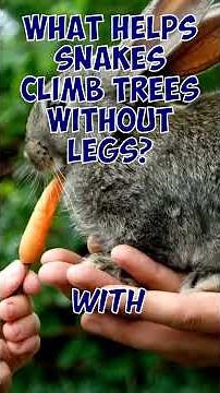 What helps snakes climb trees without legs?