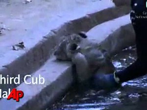 Raw Video: Lion Cubs Go Swimming