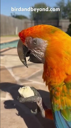 Stunning Rare Macaw Eating — You Won’t Believe These Colors!