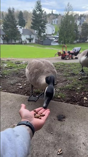 Feeding the hungry geese#wildlife #geese #animals #animal #goose #birds #bird #birdfeeder #pnw