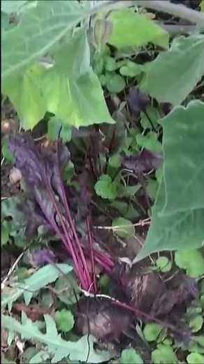 Jardinage: Betterave: Semis, arrosage, culture, récolte Plante annuelle