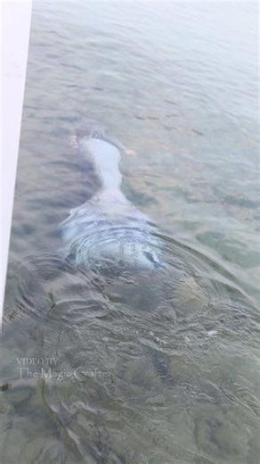 246K views · 3.3K reactions | A silver mermaid disappears into the lake 懶 Here's a video of a Lake Michigan mermaid, Mermaid Phantom, swimming in the clear water of Northern Michigan. I hope you will enjoy this short mermaid video. Please remember to be safe and only swim in the lakes when they are warm enough for safe swimming (in other words... not now!). Happy Monday! ✨️ #themagiccrafter #professionalmermaid #mermaid #mermaidphantom #michiganmermaid | The Magic Crafter | Facebook