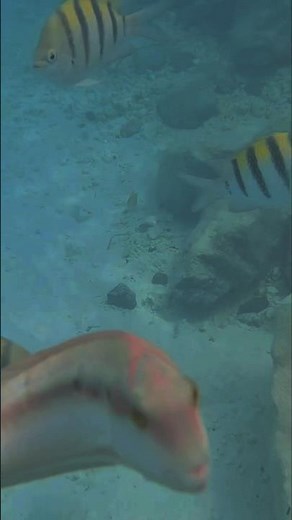 MSC Ocean Cay Snorkeling, Underwater Paradise