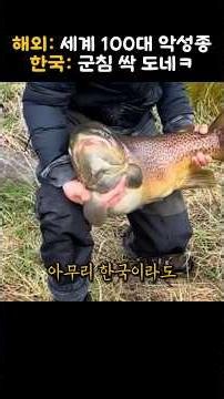 How Korea Caught the Monster Fish That Cost Billions to Stop