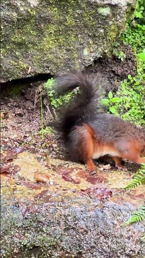 Endangered Red Squirrel 🐿️