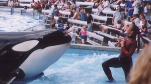 The killer whale finished the show - then dragged his trainer into the water