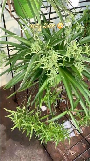 అసలు ఇన్ని Babies ఎలా వచ్చాయి? 😱 | Spider Plant Secret 👶🌿🔥” 🚀 #plantcare #gardening