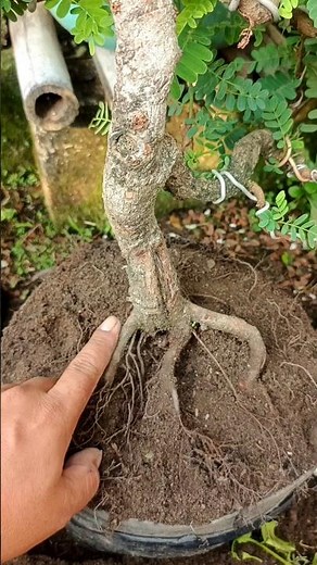 Trim the roots of the tamarind bonsai before transplanting it into a pot #shorts #shortsfeed #art