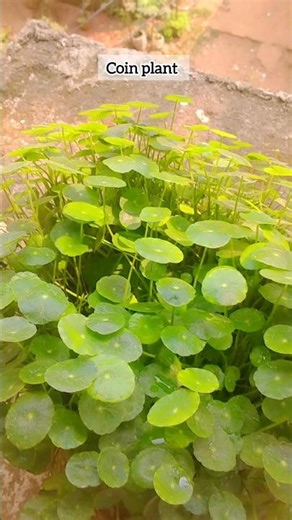 Coin plant 💚 #shorts #viralshorts #coinplant #organicgardening
